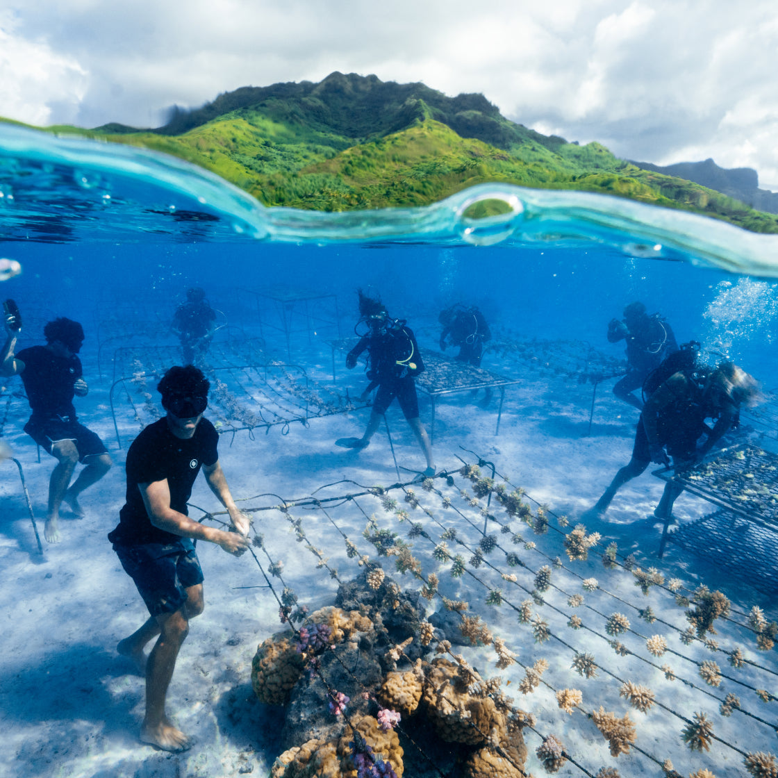 People working with coral reefs in a marine setting